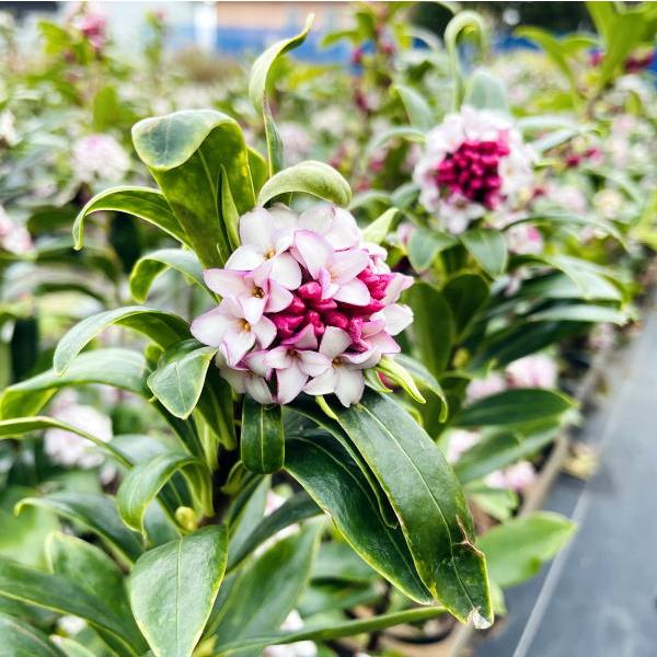 でかい 赤花 沈丁花 ジンチョウゲ 60cm以上(根鉢含まず) 苗 苗木 でかい 赤花 沈丁花 ジンチョウゲ 60cm以上(根鉢含まず) 苗 苗木