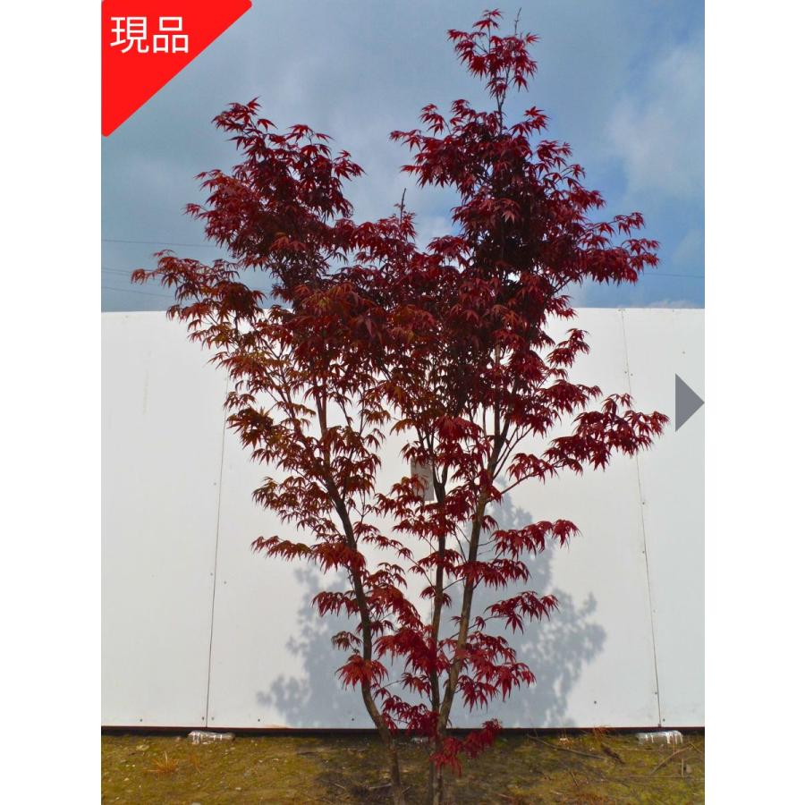 現品発送 ノムラモミジ (野村紅葉) 株立ち 樹高1.9-2.5m(根鉢含まず