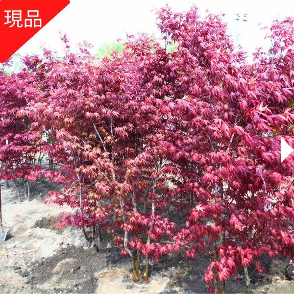 merryさん専用 野村モミジ 2本立ち /218 merryさん専用 野村モミジ 2本