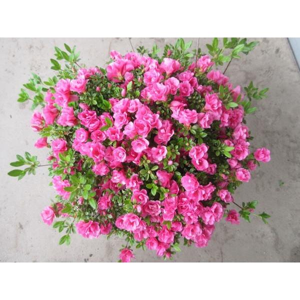 珍しい四季咲きツツジがこのボリューム 超特大7号鉢 幅40cmくらい 鉢植え 送料無料 常緑低木 花木 ぐりーんぐりーん 通販 Yahoo ショッピング