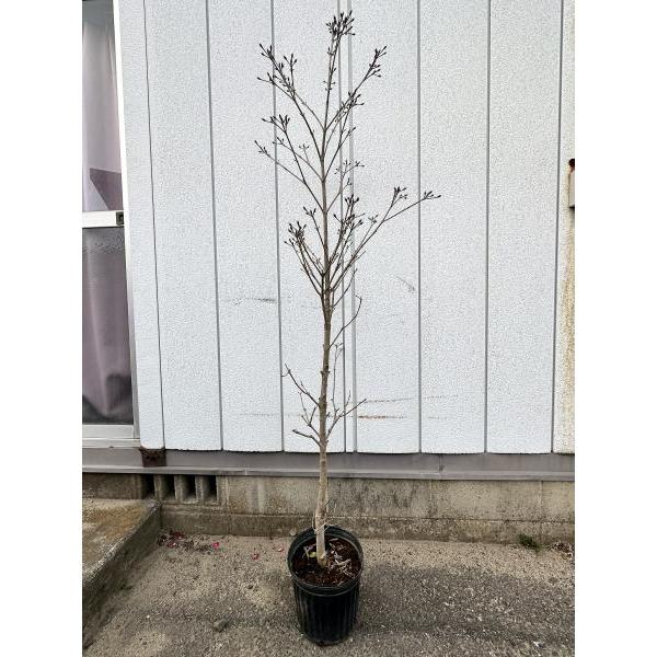 斑入りヤマボウシ(ウルフアイ) 樹高1.7m前後(鉢底から）7号ポット