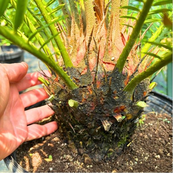 ソテツ　蘇轍　観葉植物　庭木　【このままご発送致します】 ソテツ 蘇鉄 一点もの 8号 樹高0.9m(鉢底から）幅0.9m 鉢カバー 観葉
