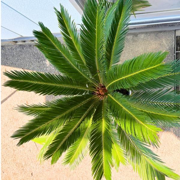 引き取り限定☆ソテツ 蘇鉄 庭木 植木 常緑樹 ソテツ 蘇鉄 一点もの 8号 樹高0.9m(鉢底から）幅0.9m 鉢カバー 観葉