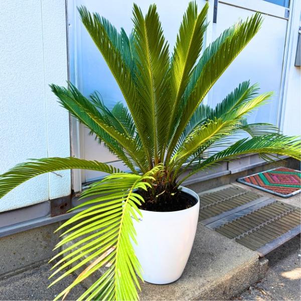 ソテツ 蘇鉄 一点もの 8号 樹高0.9m(鉢底から）幅0.9m 鉢カバー 観葉