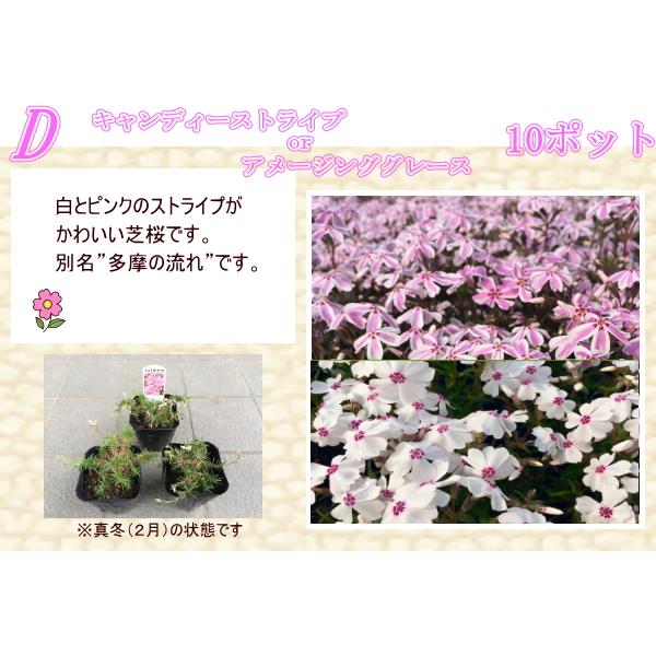 芝桜 シバザクラ ミックス 3号ポット 40株セット 花苗 芝桜 シバザクラ ミックス 3号ポット 40株セット 花苗