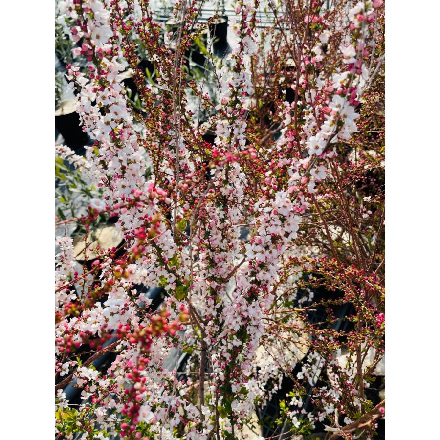 ピンクユキヤナギ 樹高1.0m以上(鉢底から)7号 鉢カバー 雪柳 落葉樹 落葉低木 花木｜greenx2｜02