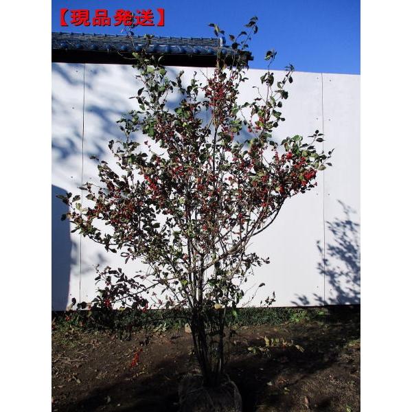 最新人気 現品発送 ウメモドキ 樹高1 4 1 6m 根鉢含まず シンボルツリー 落葉樹 落葉高木 庭木 ぐりーんぐりーん 通販 Yahoo ショッピング 驚きの安さ Www Jolimmo Ch