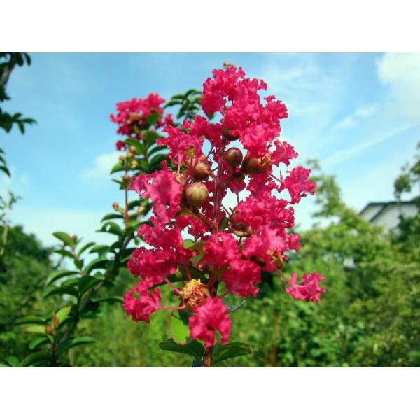 現品発送 サルスベリ 百日紅 カントリーレッド 赤花 樹高2.0-2.3 現品発送 サルスベリ 百日紅 カントリーレッド 赤花 樹高2.0-2.3