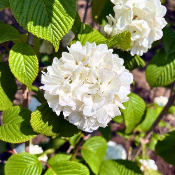 現品発送 オオデマリ 白花 高さ1.4-1.7m(根鉢含まず) 苗木 苗 花木 庭木 植木 落葉樹 落葉低木 爆買の画像