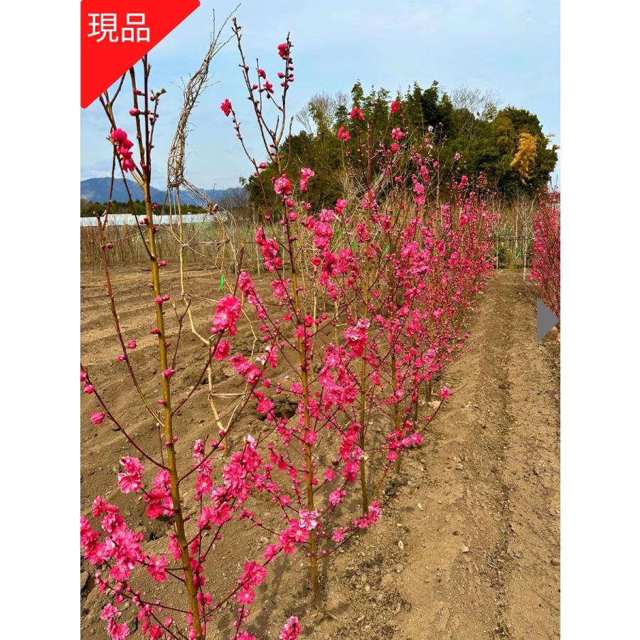 現品発送 花桃 ハナモモ 赤花 矢口桃 ヤグチモモ 樹高2.0-2.3m