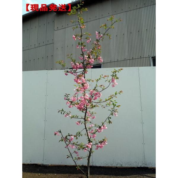 爆売り 現品発送 ハナカイドウ ハナカイドウザクラ 樹高2 1m 根鉢含まず シンボルツリー 落葉樹 落葉高木 庭木 高知インター店 Missbargainhuntress Com