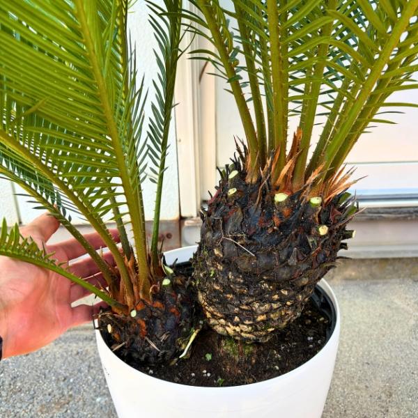ソテツ 蘇鉄 一点もの 8号 樹高1.0m(鉢底から）幅0.9m 鉢カバー 観葉