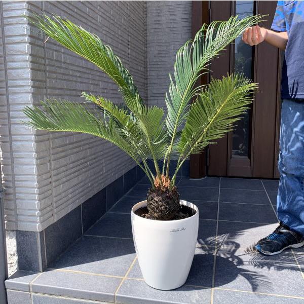 ソテツ 蘇鉄 7号 化粧鉢 シンボルツリー 庭木 植木 常緑樹 南国風 観葉植物 ぐりーんぐりーん 通販 Yahoo ショッピング