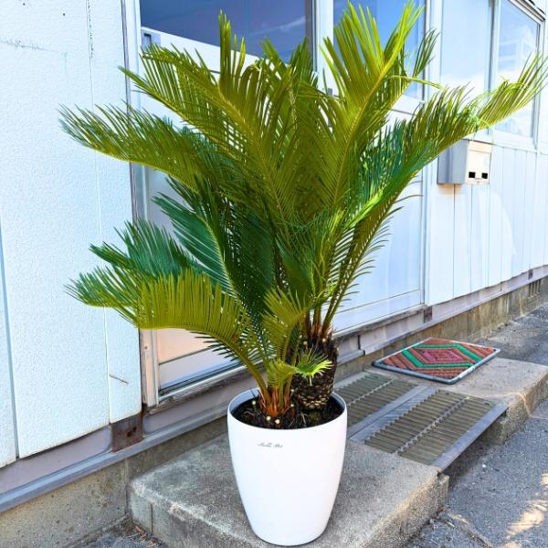 ソテツ 蘇鉄 一点もの 8号 樹高1.0m(鉢底から）幅0.9m 鉢カバー 観葉