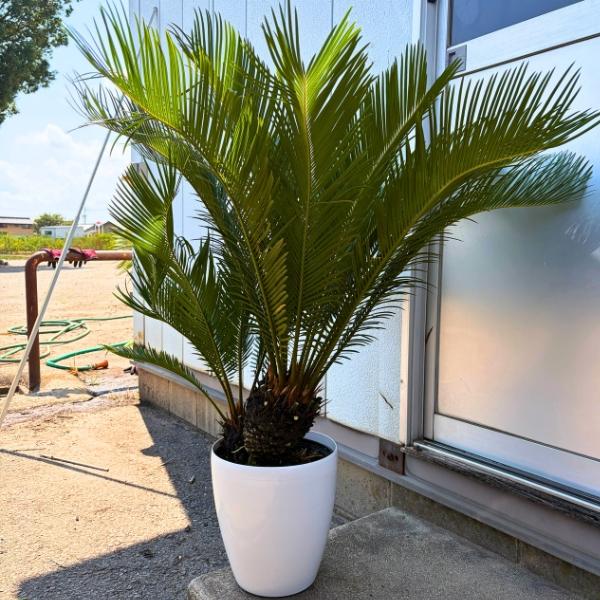 ソテツ 蘇鉄 一点もの 8号 樹高1.0m(鉢底から）幅0.9m 鉢カバー 観葉