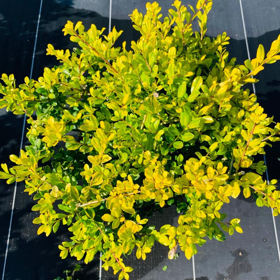 ゴールデンジェムがこのボリューム 特大6号鉢 常緑樹 常緑低木 ぐりーんぐりーん 通販 Yahoo ショッピング