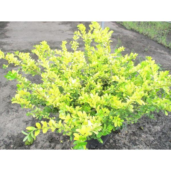 ゴールデンジェム 6号 黒ビニールポット イヌツゲ 庭木 植木 常緑樹