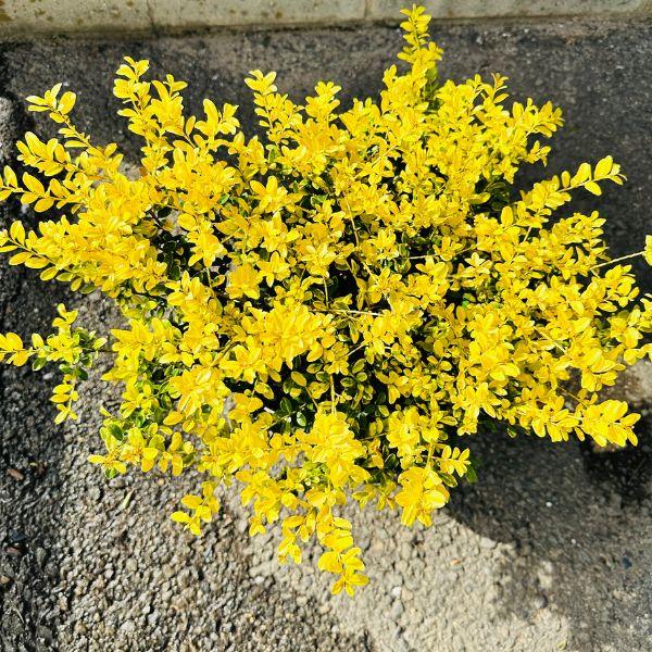 ゴールデンジェム ６号鉢 鉢カバー イヌツゲ 庭木 植木 常緑樹 常緑低木