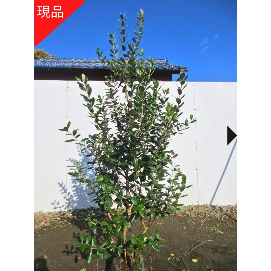 フェイジョア アポロ 樹高1.6-1.9m(根鉢含まず) シンボルツリー フェイジョア アポロ 樹高1.6-1.9m(根鉢含まず) シンボルツリー