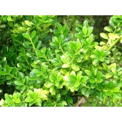 特大キンメツゲ 樹高1.8m前後(根鉢含まず) 生垣 生け垣 常緑樹 常緑中