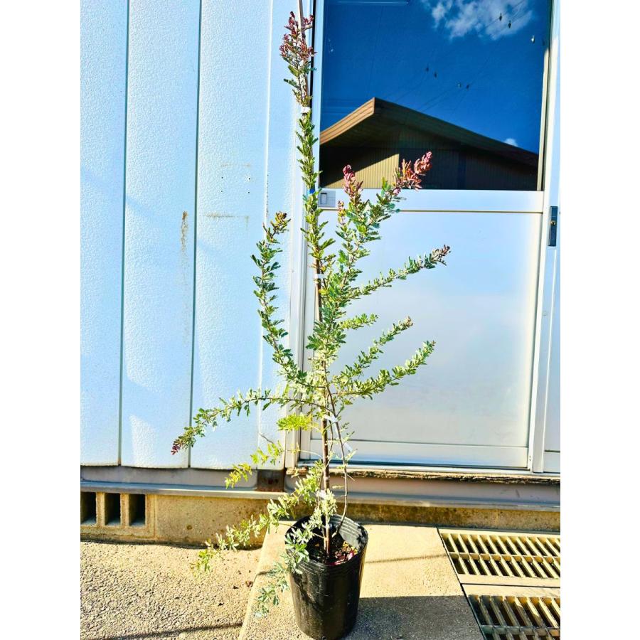 ギンヨウアカシア プルプレア 樹高1.4m前後(鉢底から)7号 ミモザ