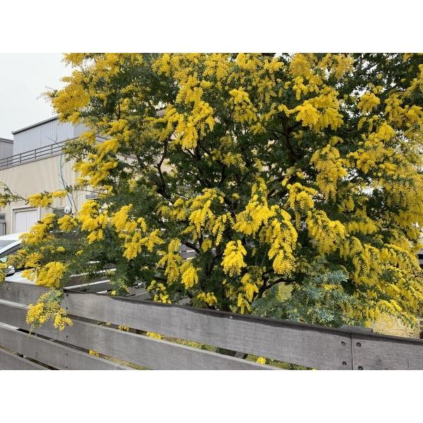 ギンヨウアカシア プルプレア 樹高1.4m前後(鉢底から)7号 ミモザ