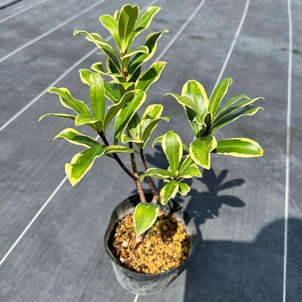 送料無料 斑入り沈丁花(フイリジンチョウゲ) 赤花 前島 25cm前後(鉢底