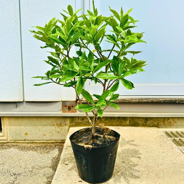 大きめ 沈丁花 ジンチョウゲ 赤花 か 白花 6号 60cm前後(鉢底から) 苗木 花木 庭木 植木 常緑樹 常緑低木 送料無料