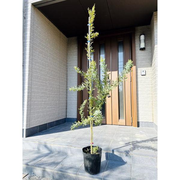 最大52 オフ ギンヨウアカシア プルプレア 樹高1 8m前後 鉢底から 7号鉢 ミモザアカシア シンボルツリー 庭木 植木 常緑樹 常緑高木 送料無料