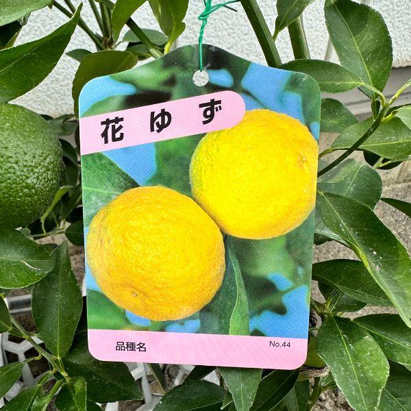 実付き ユズ（柚子）の苗木 5号 樹高70cm（鉢底から）花柚子 花ゆず 果樹苗 接ぎ木苗 鉢植え 常緑樹 常緑高木 : ぐりーんぐりーん ...