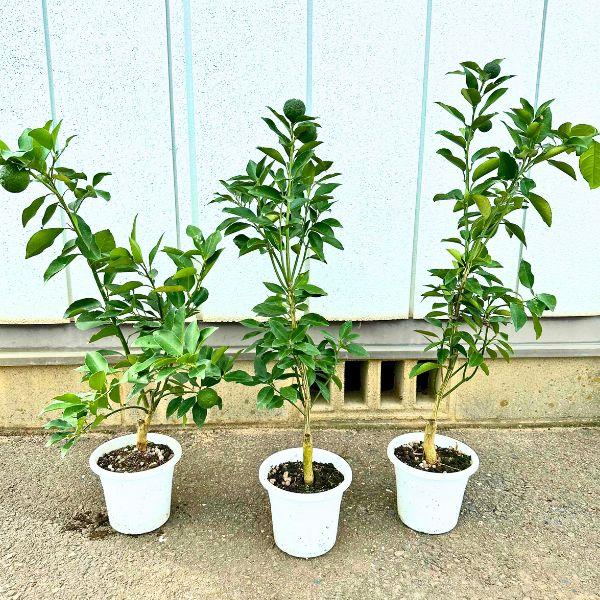 実付き ユズ（柚子）の苗木 5号 樹高70cm（鉢底から）花柚子 花ゆず 果樹苗 接ぎ木苗 鉢植え 常緑樹 常緑高木 : ぐりーんぐりーん ...