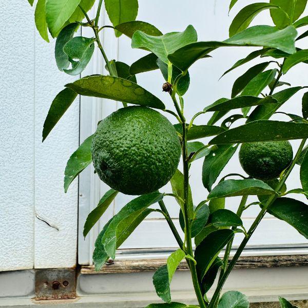 1個実付き ユズ（柚子）の苗木 5号 樹高50cm（鉢底から）花柚子 花ゆず