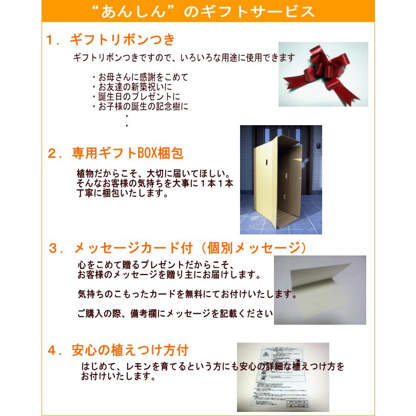 1個実付き ユズ（柚子）の苗木 5号 樹高50cm（鉢底から）花柚子 花ゆず 果樹苗 接ぎ木苗 鉢植え 常緑樹 常緑高木 : ぐりーんぐりーん ...
