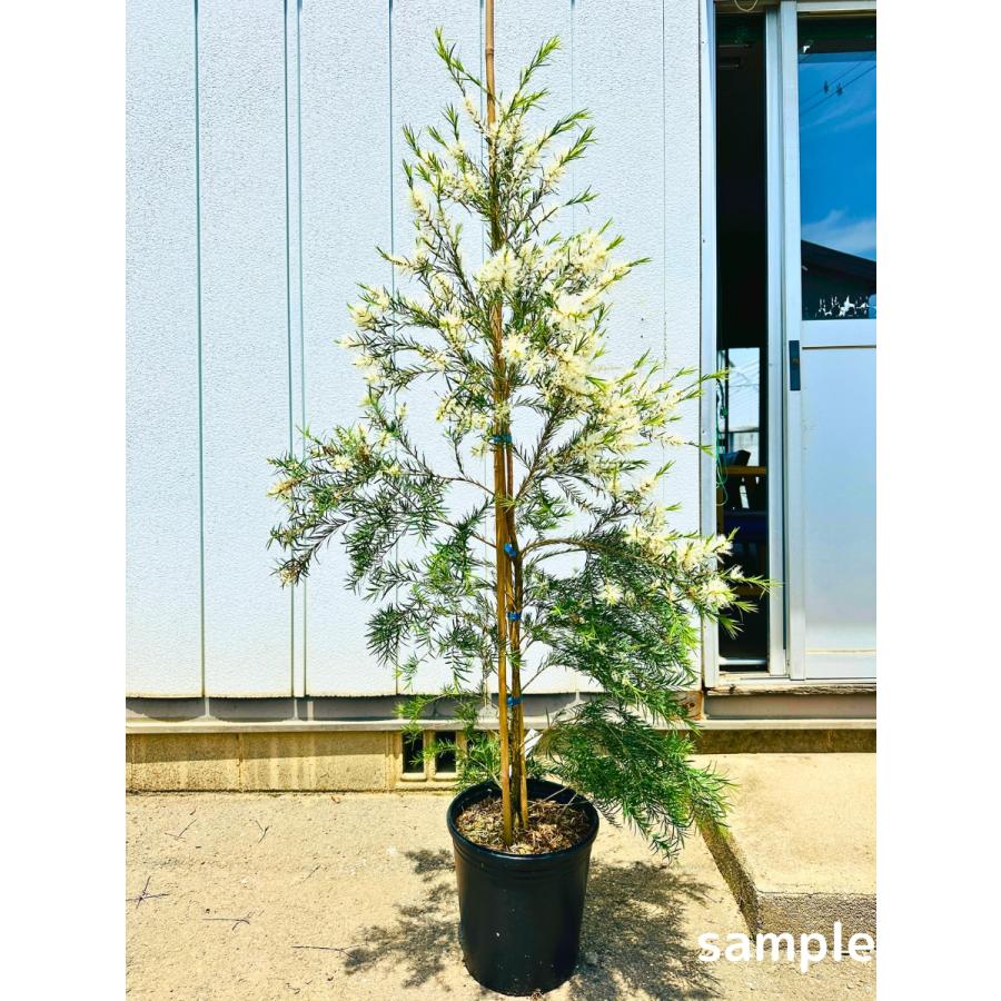 スノーインサマー ティーツリー 9号 樹高1.5m前後(鉢底から）メラレウカ 苗木 苗 オージープランツ シンボルツリー 庭木 植木 常緑樹 常緑高木 送料無料 爆買（Yahoo!・ぐりーんぐりーん）