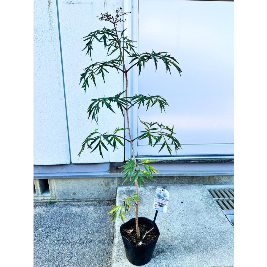 Chimaki 総レースケープ 立体フラワー ブラック チマキ 希少 i>Sambucus nigra</i><BR><BR>落葉低木・サンブカス<BR