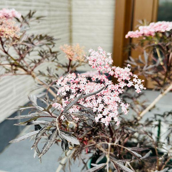サンブカス ブラックレース 5号 西洋ニワトコ シェードガーデン 桃花