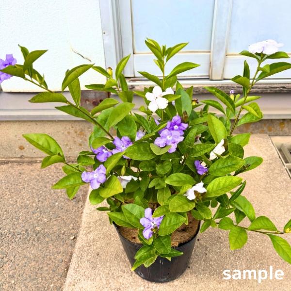 ニオイバンマツリ 6号 母の日 プレゼント お花 2026 ギフト 生花