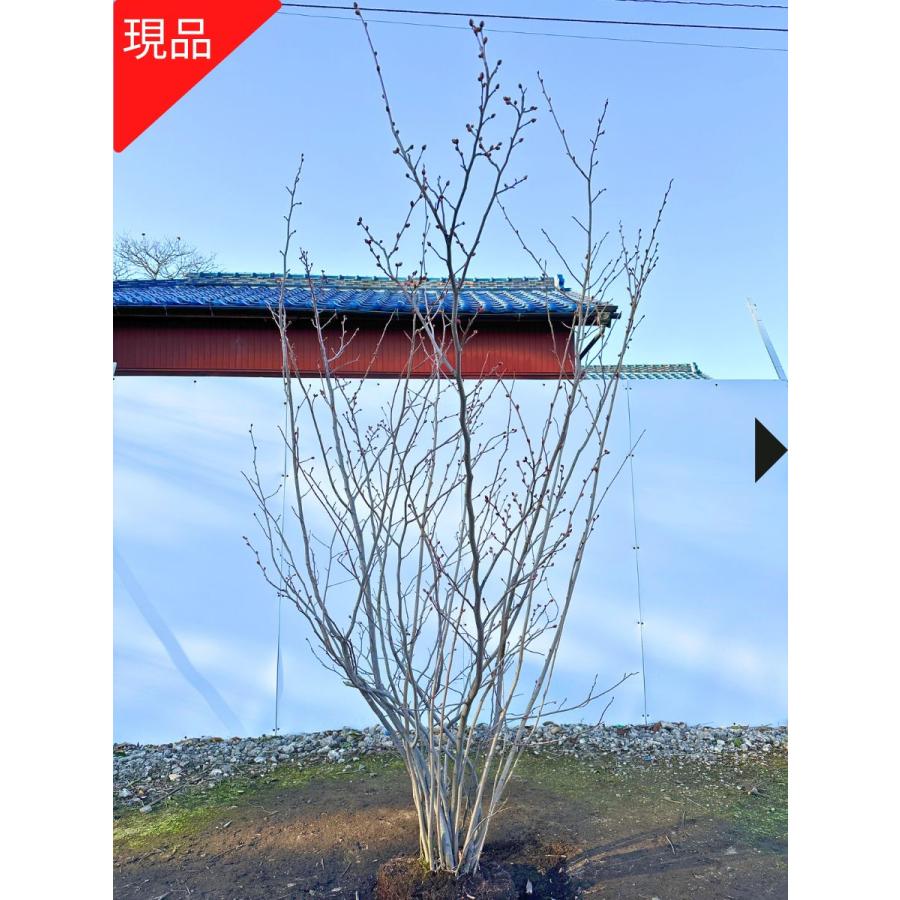 現品発送 土佐ミズキ トサミズキ 樹高2.3-2.4m(根鉢含まず) 苗木 苗