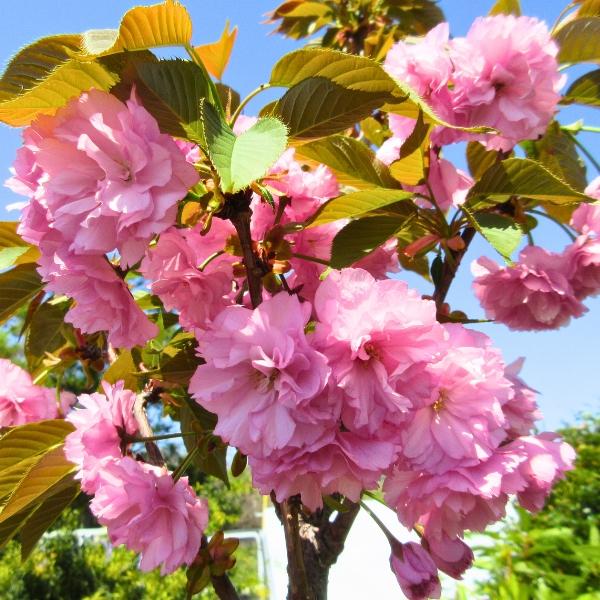 八重咲き桜の枝 現品発送 ヤエザクラ 八重桜 樹高2.2-2.5m(根鉢含まず) 牡丹桜