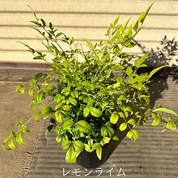 矮性ナンテン 南天 3品種セット (レモンライム・レッドライト