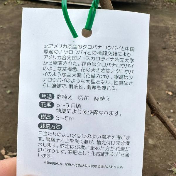 クロバナロウバイ カリカンサス ハートレッジ ワイン 7号 樹高1.0m前後