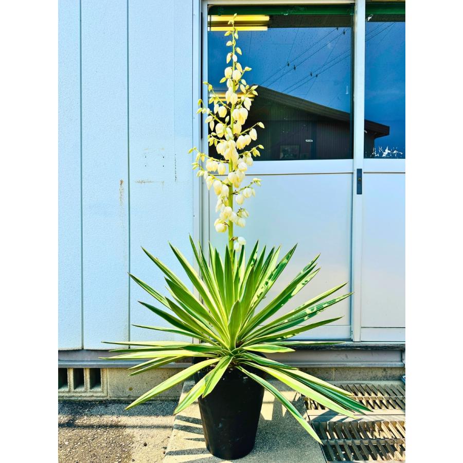 ユッカ・グロリオサ・バリエガータ 大株／株径約85cm／地植え引取（浜松） ユッカ・グロリオサ・バリエガータ 大株／株径約85cm／地植え引取（浜松）
