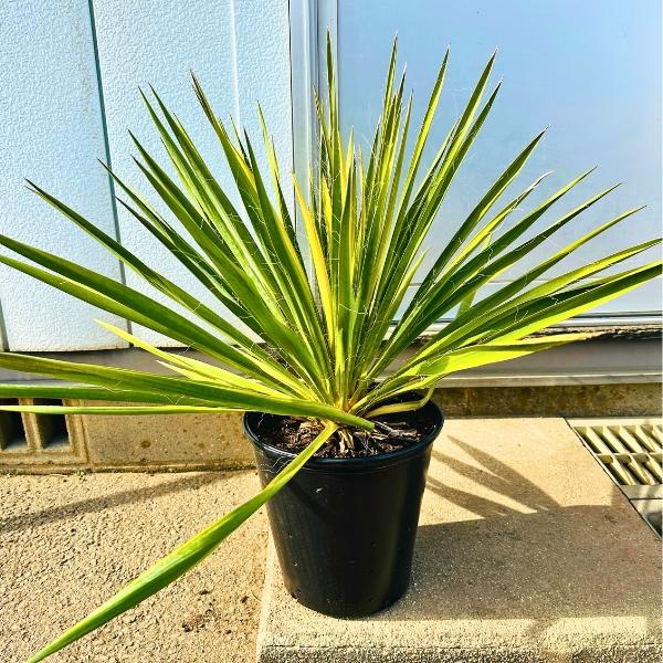 ユッカ カラーガード 8号 高さ60cm前後(鉢底から) ドライガーデン 苗