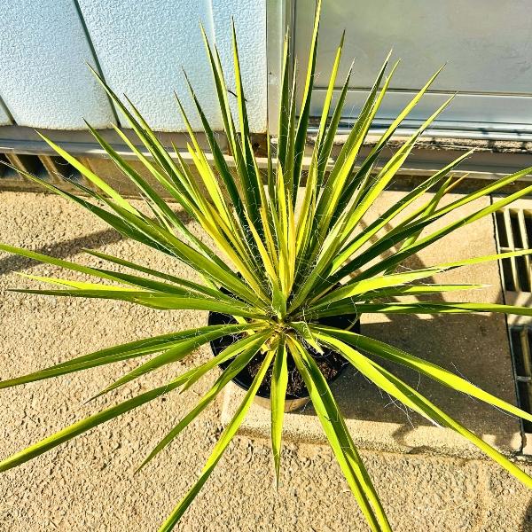 ユッカ カラーガード 8号 高さ60cm前後(鉢底から) ドライガーデン 苗