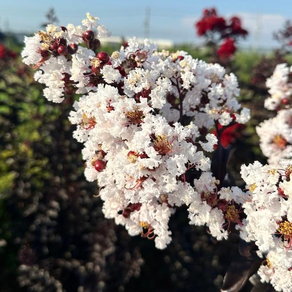 サルスベリ 百日紅 バイオレット ホワイト 8号 樹高1.8m前後(鉢底から