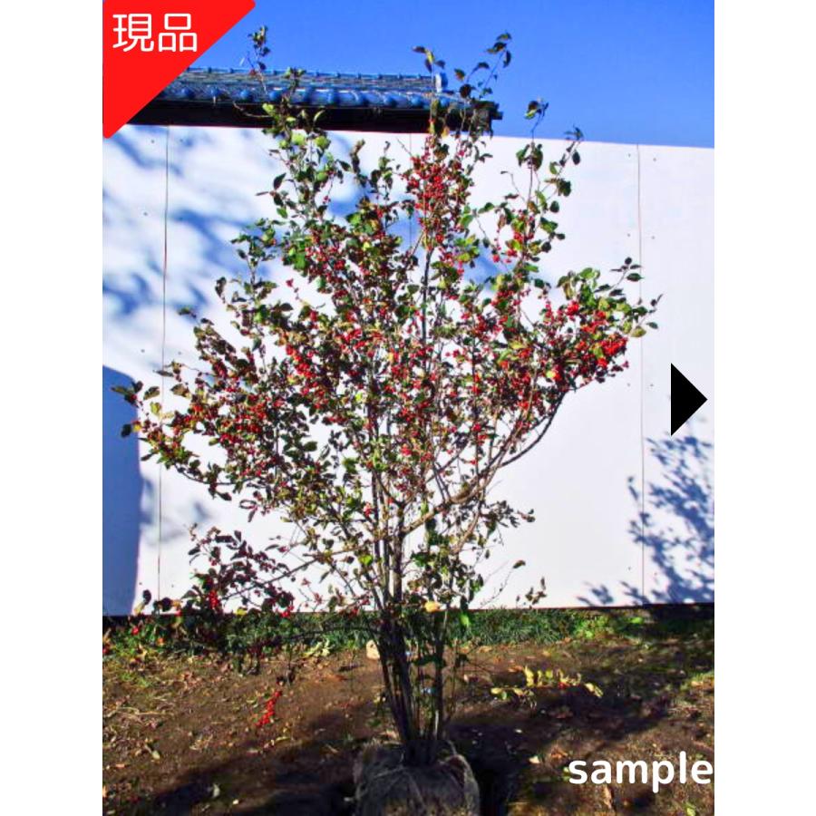 現品発送 ウメモドキ 樹高1.0-1.2m(根鉢含まず）メス 苗木 シンボル