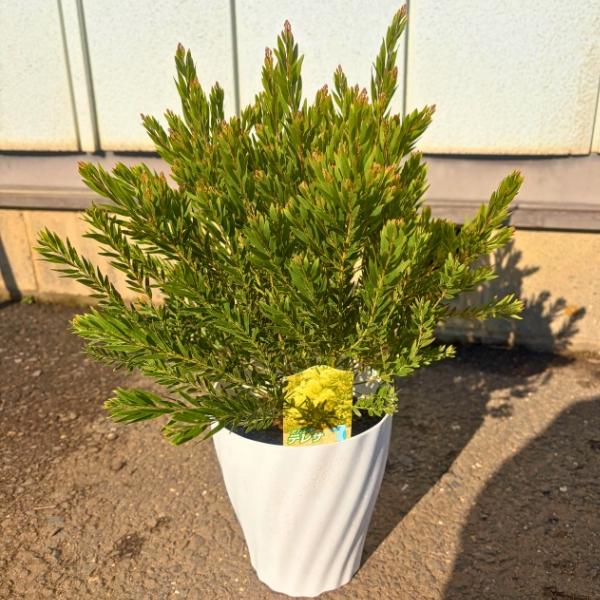 矮性品種 アカシア テレサ 5号   樹高40cm前後(鉢底から) オージープランツ ネイティブ ガーデニング ミモザアカシア 常緑樹 常緑低木 鉢植え 屋外用 |  | 01