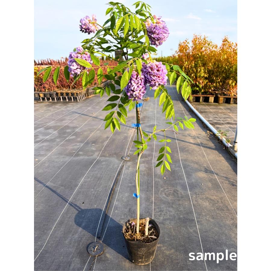 アメジストフォール 二季咲き アメリカフジ 4.5号 庭木 苗木 アメリカフジ アメリカ藤 二季咲き花苗 植木 庭木つる性 送料無料（Yahoo!・ぐりーんぐりーん）