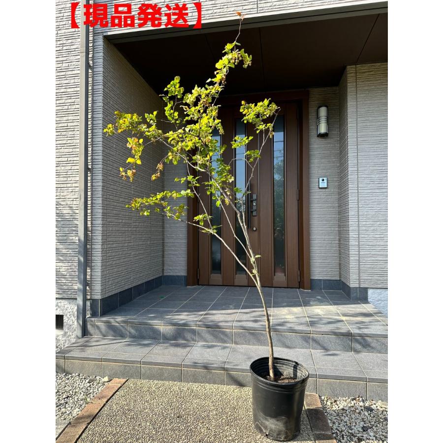 安い 現品発送 ナツハゼ 樹高2 3 2 4m 根鉢含まず 大型商品 配達日時指定不可 落葉樹 落葉低木 庭木 G0275 ぐりーんぐりーん 通販 Yahoo ショッピング 驚きの値段 Www Maxipiso Com Ar