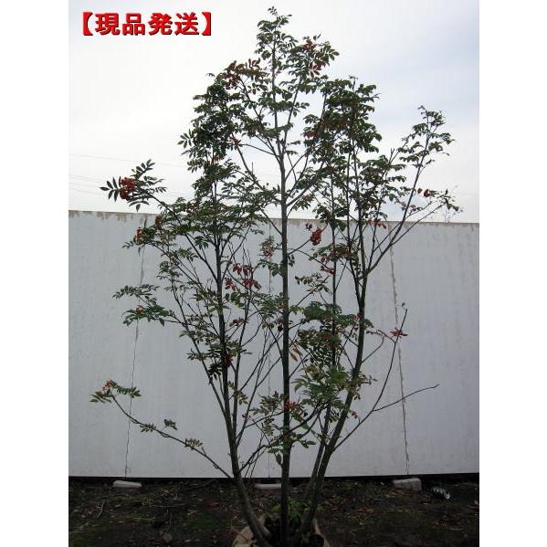 白花の落葉樹 楽天市場】ハナミズキ 白花 樹高1.8m前後(根鉢含まず) 苗木